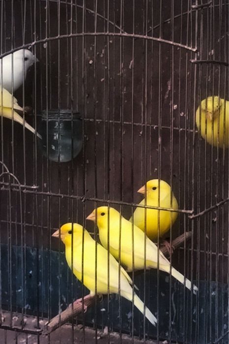 Клітки для канарок