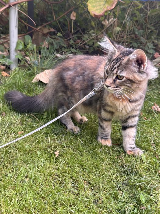 Podpalana Koteczka Maine Coon