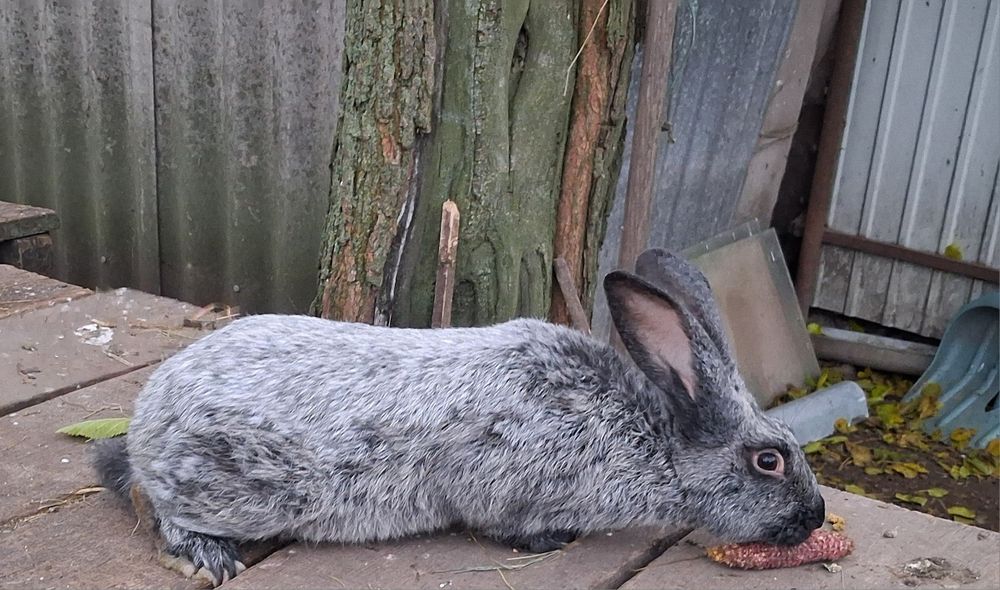 Кролики порада терманські білі та серебро