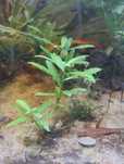 Nadwódka Wielonasienna (Hygrophila Polysperma) koszyk