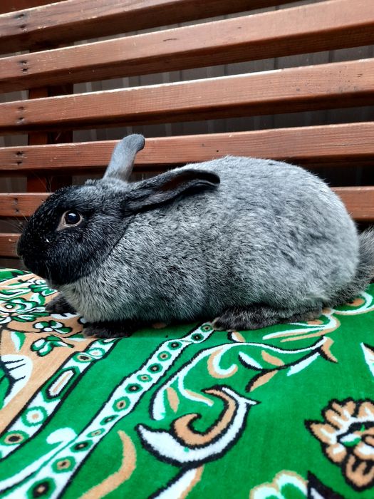 Продам самці і самки. .Полтавське срібло.