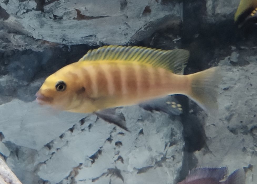 Casal Metriaclima zebra gold Kawanga