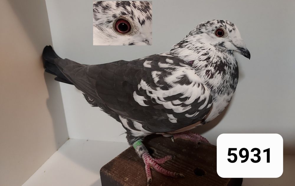 Gołębie Pocztowe 2025 Lini Scherens Vangramberen