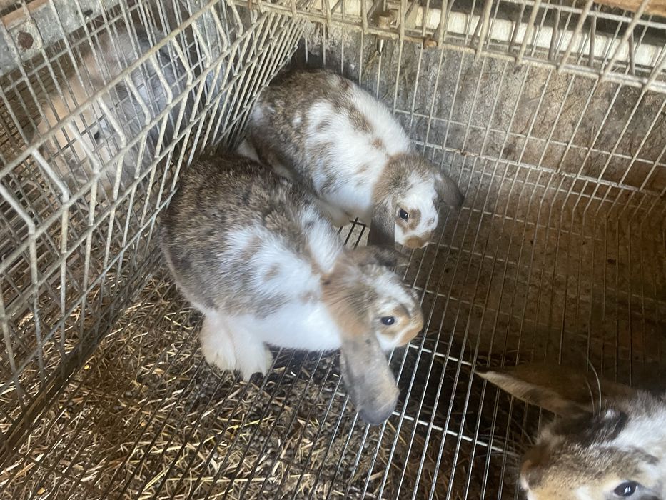 Coelhos disponiveis