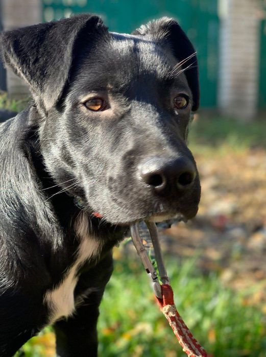 Метис лабрадора в пошуках родини