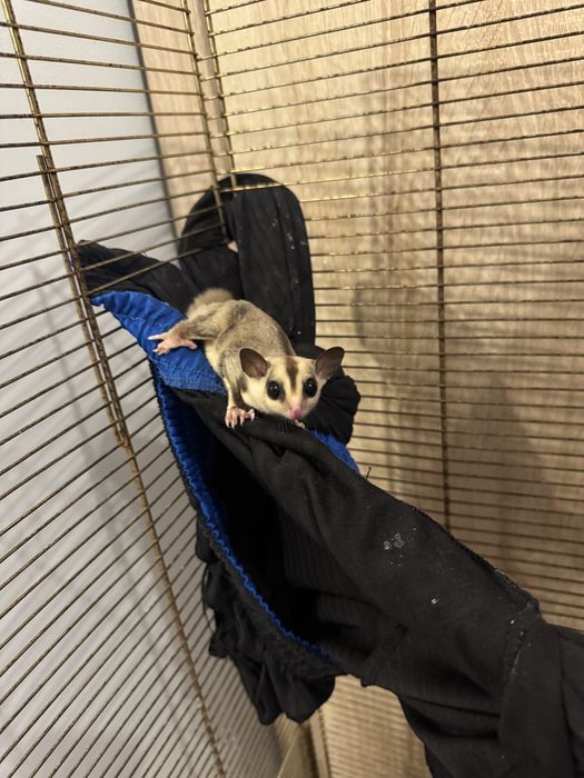 Lotopałanki Karłowate