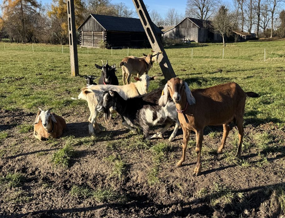 Likwidacja Stada Kóz Kozy Koza