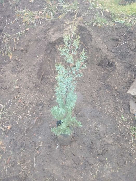 Кипарис аризонский