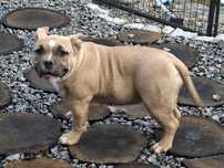 Suczka  american bully z metryką