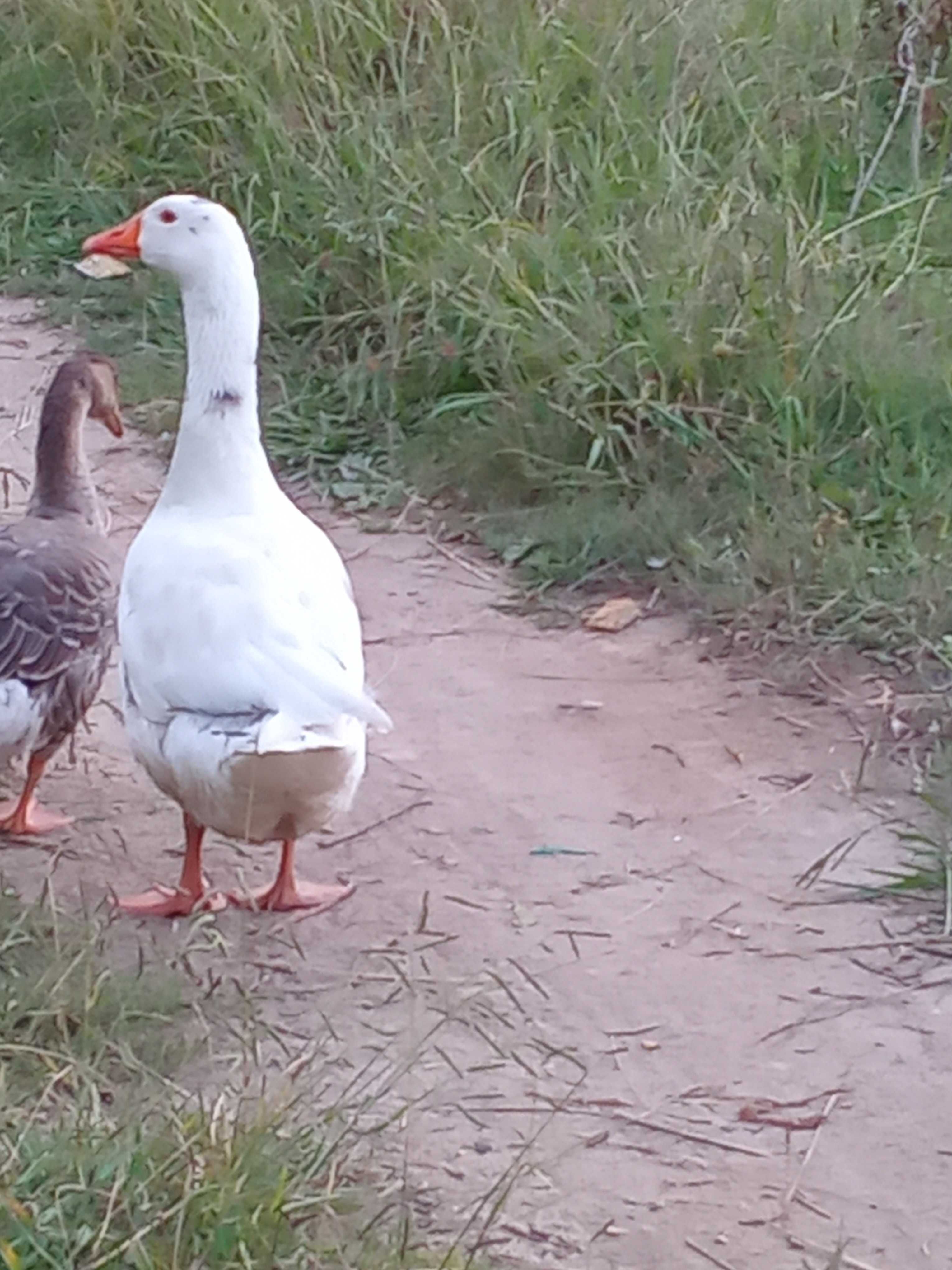 Vendo dois patos