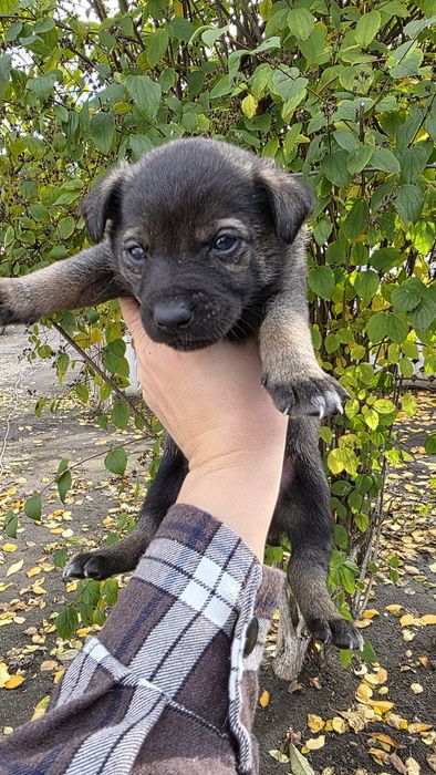 Цуценята в добрі руки