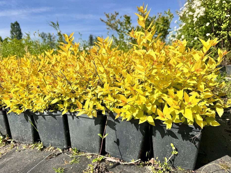 Tawuła japońska 'Golden Princess' (Spiraea japonica) Doniczka 2.0L