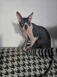 WCF DON Sphynx kotek