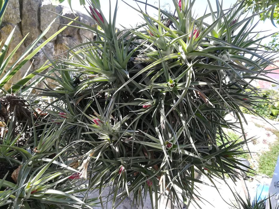 Plantas Aéreas da Madeira