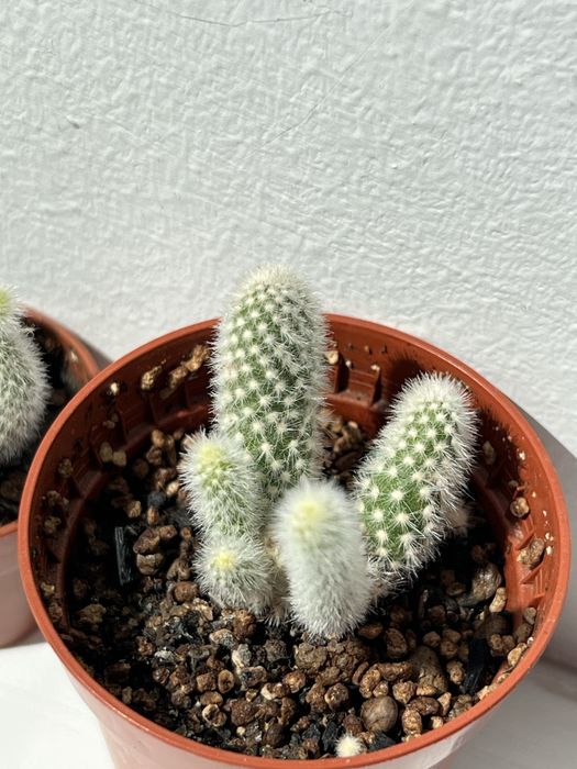 Продаю кактус Опунція