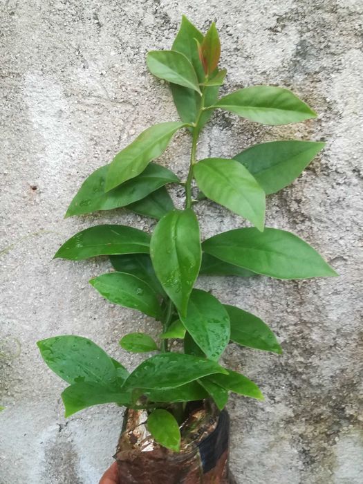 Ora Pro Nobis - Pereskia Aculeata
