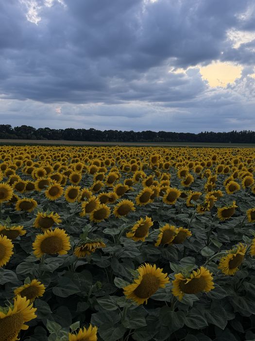 Оренда землі по Глобинському району