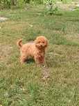 Pudel toy suczka red