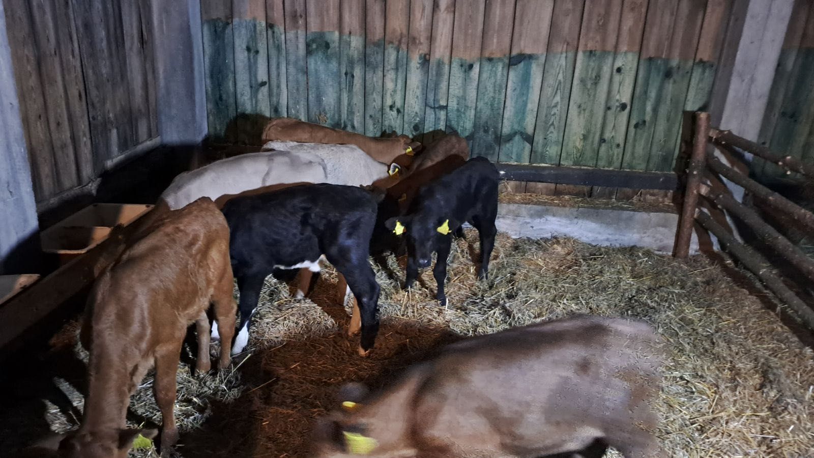 Cielaki mięsne Kościan Dostawa cała Polska w cenie