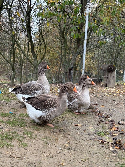 Gęsi tuluskie szare