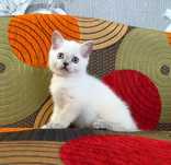 Шотландське кошеня. Скоттіш страйт