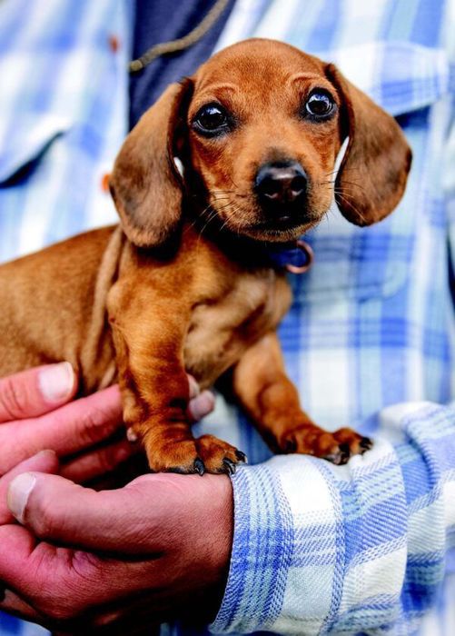 Домашнє щастя з короткими лапками