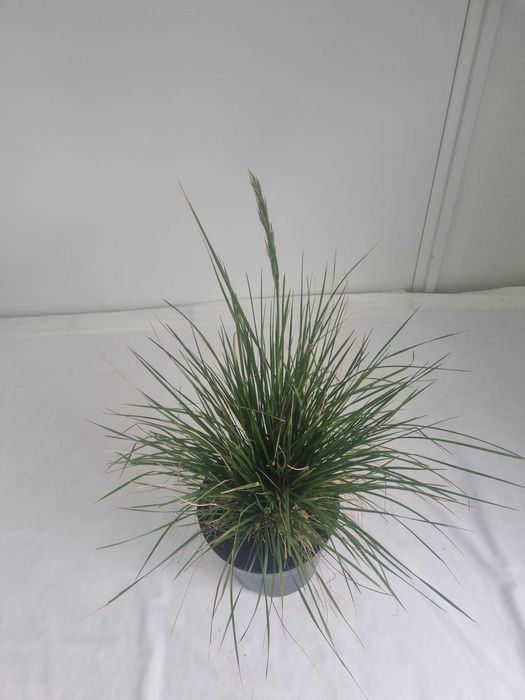 Śmiałek Darniowy – Dekoracyjna Trawa Ozdobna, Doniczka 5L