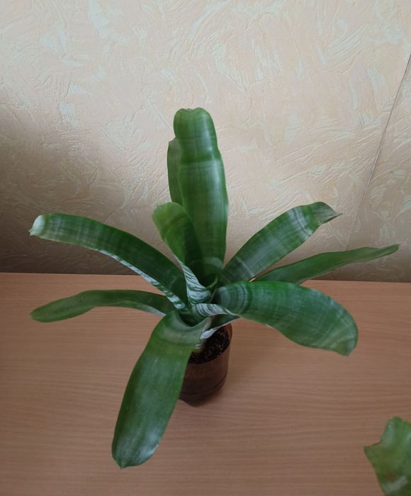 Цветок Эхмея полосатая "Праймера" .