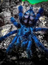 Caribena versicolor ptasznik wielobarwny L4