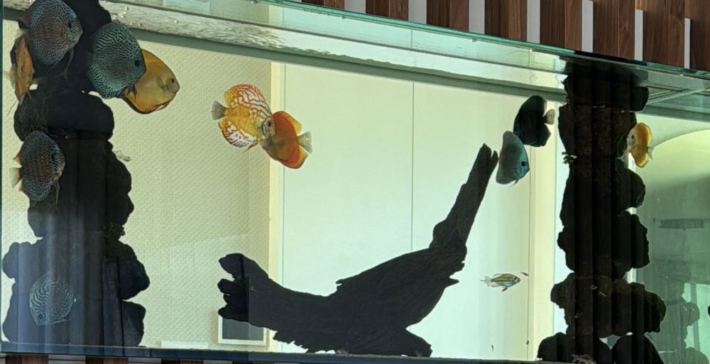 Cedo todos os discus do meu aquario troca de especie