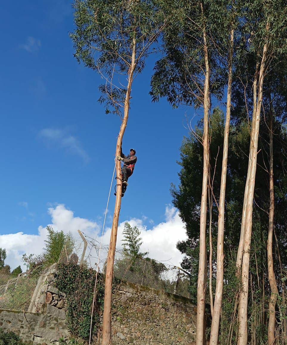 Limpeza terrenos, matas, jardins, corte, abate e  poda de árvores.