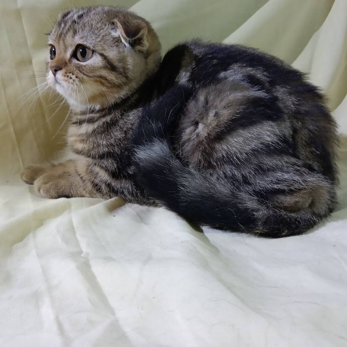 Кішка Скотт фолд