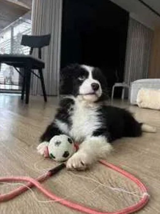 Szczeniak Border Collie rodowód