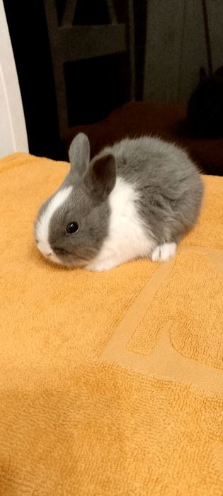 Króliczki miniaturki