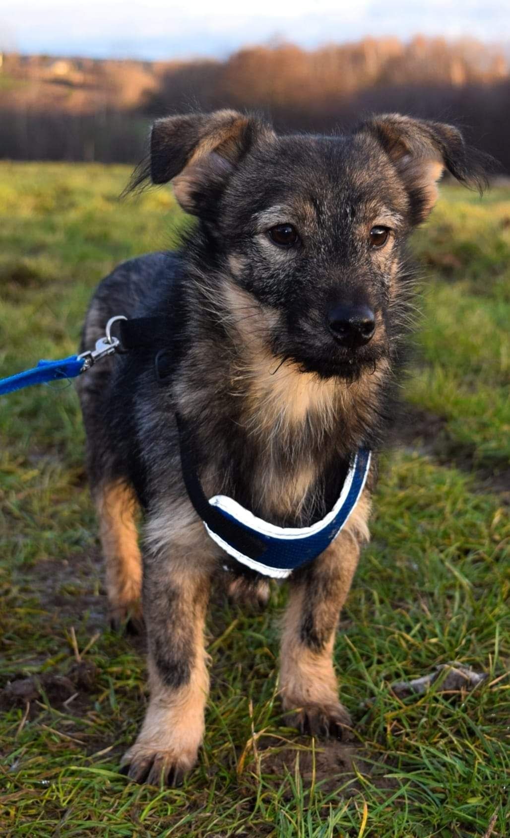 Malutki kochany pies szuka domu Adopcja