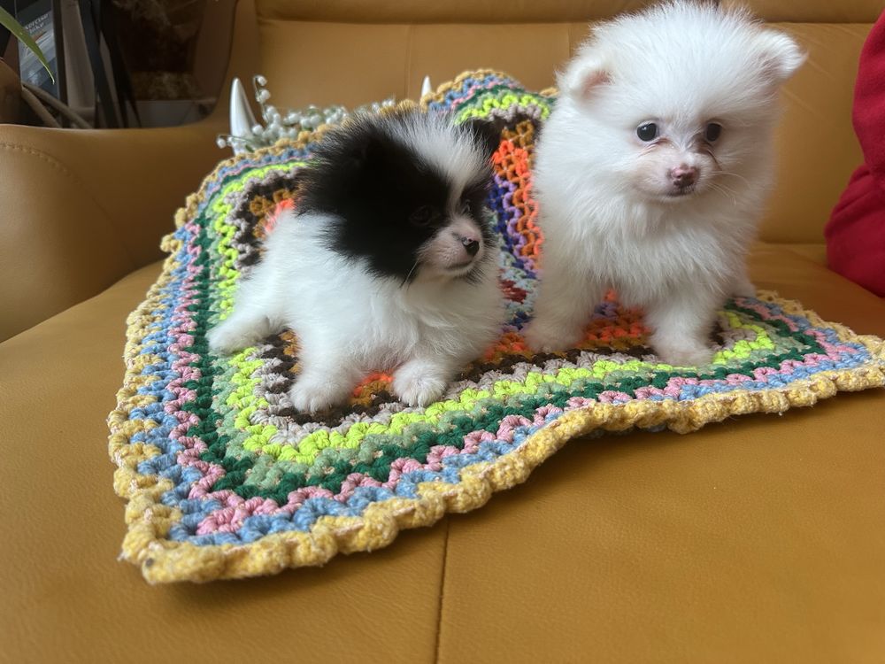 Szpic miniaturowy suczka z rodowdoem