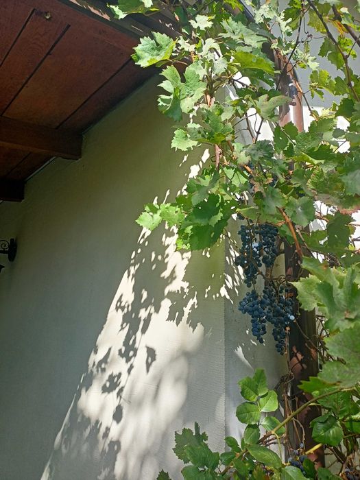 Sprzedam działkę z domem