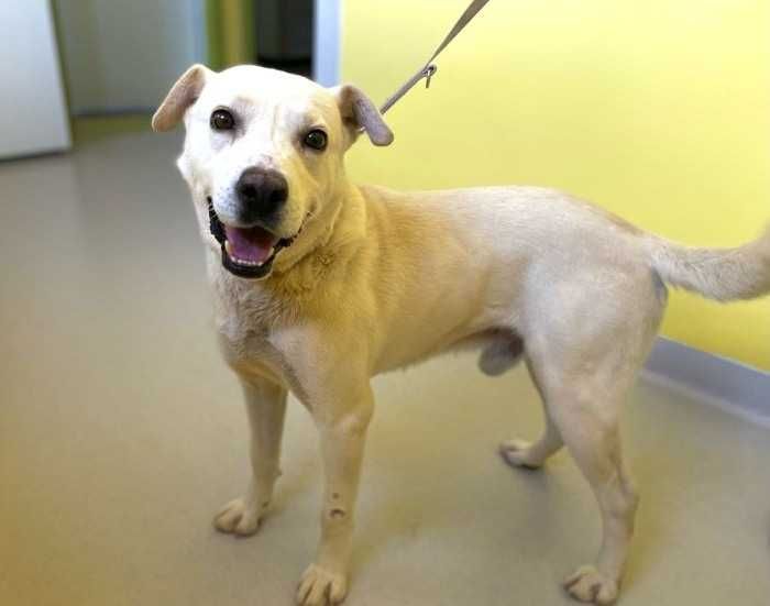 Orion- pies w typie labradora do adopcji
