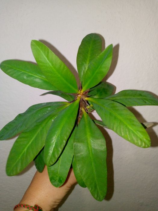 Молочай Міля великоквітковий