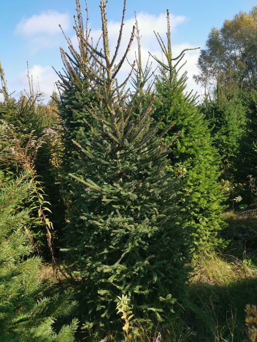 Świerk, jodła, choinki, drzewka bożonarodzeniowe