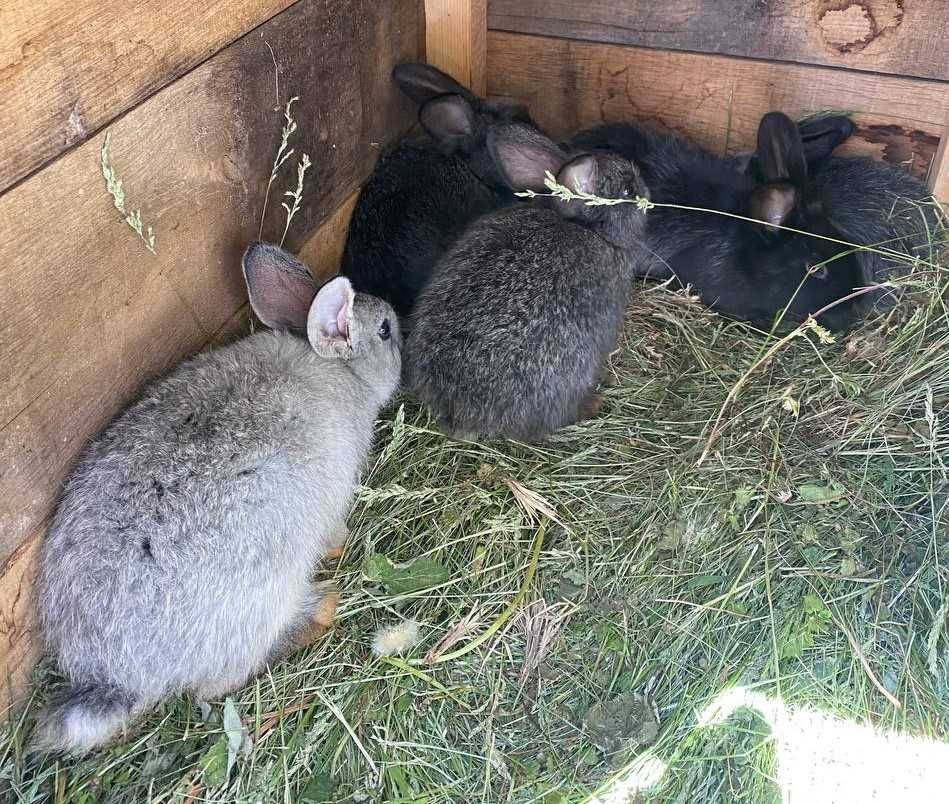 Продам кроликів, м. Канів