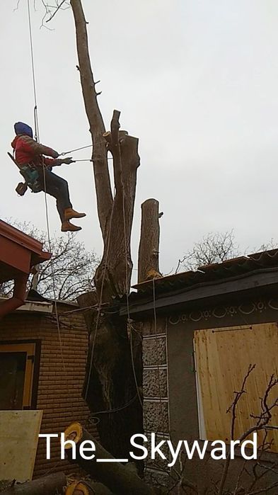 Спилить дерево без вышки. Арборист, г.Днепр.