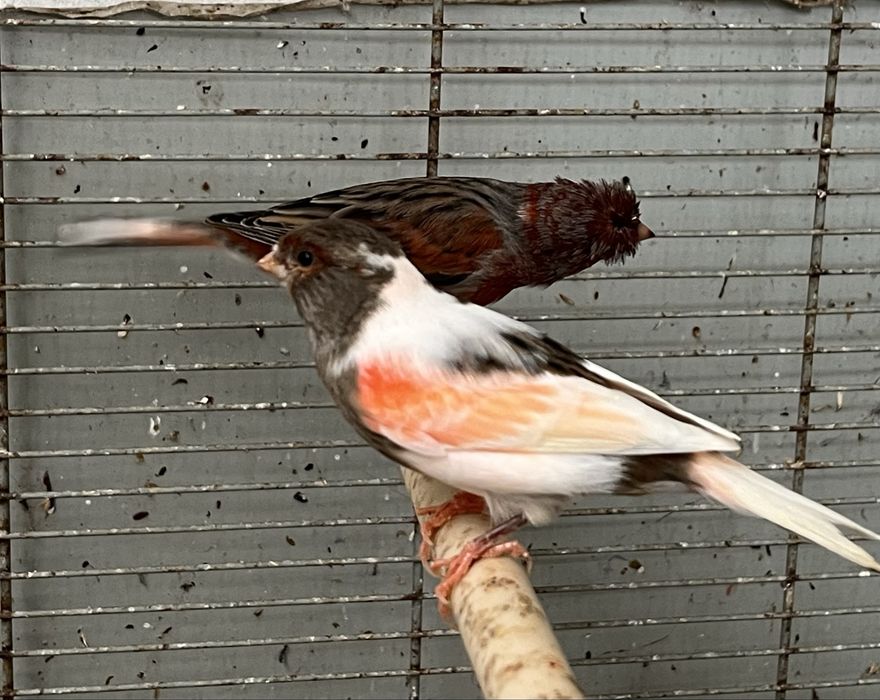 Vendo canario Arlequim Portugue ou lote de 25