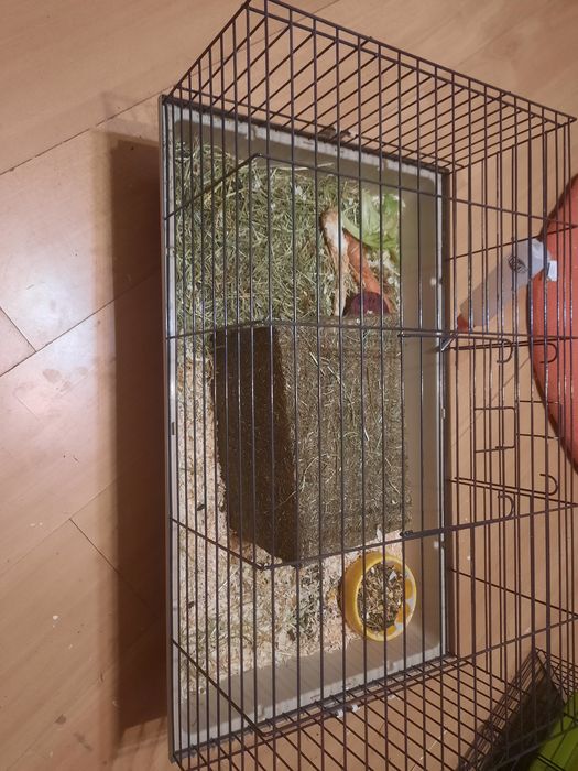 Świnki wraz z klatką