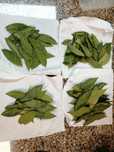 Folhas louro 10g