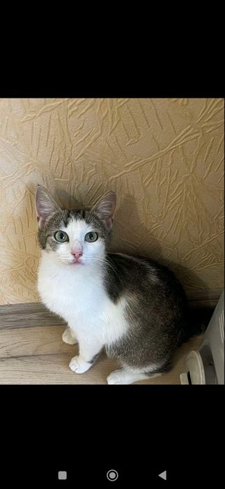 Красивая девочка в добрые руки.