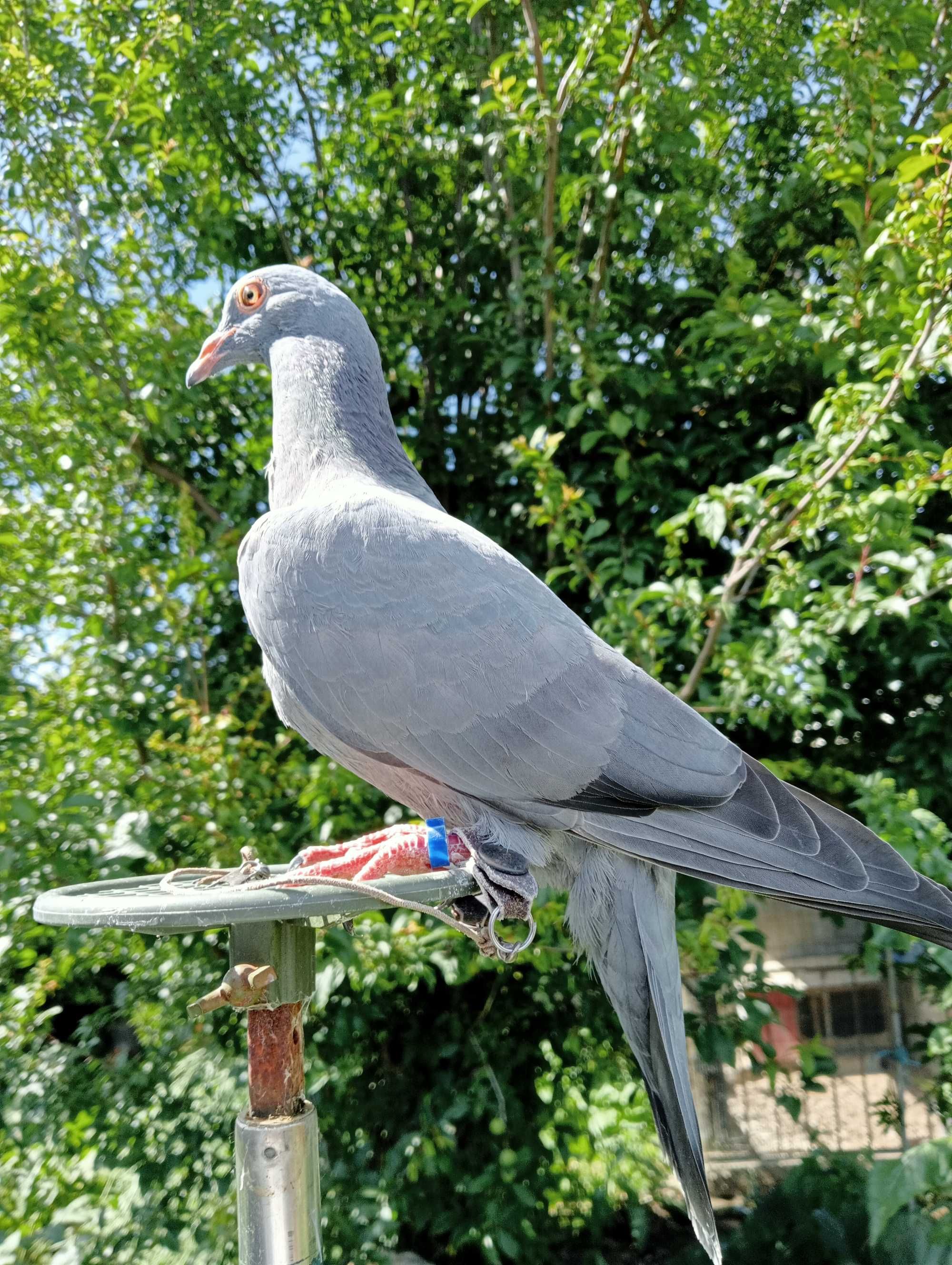 Pombos negaça franceses(Gascogne)