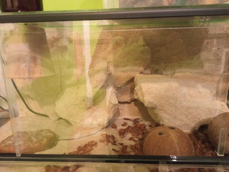 Terrarium dla gada. Duże. Poziome. 96l