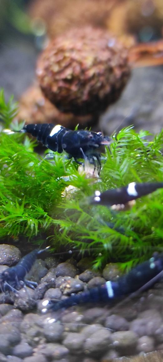 Taiwan KING KONG ONE STRIPE 
gradacja: multi stripe (2-3 paski)