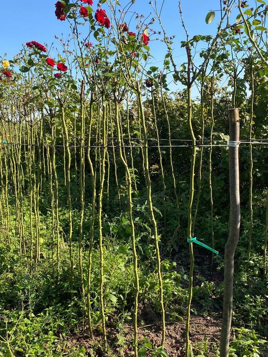 Штамбові троянди